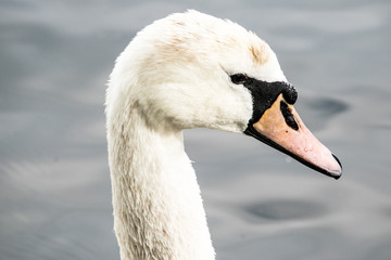 Closeup of an elegant swan 