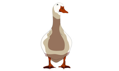 white isolated duck farm animal