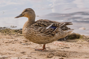 The duck is standing on one leg on the shore of the bay in the summer. Wild birds in natural habitat.
