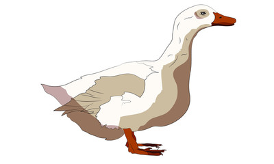 white isolated duck farm animal