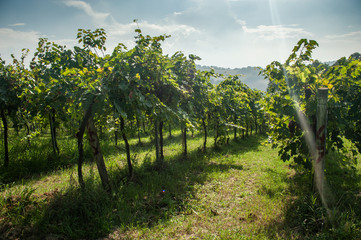Fototapeta na wymiar Vineyard in Emilia-Romagna, Italy
