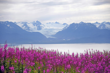 Grewingk Glacier with fireweed in the foreground - Homer, Alaska