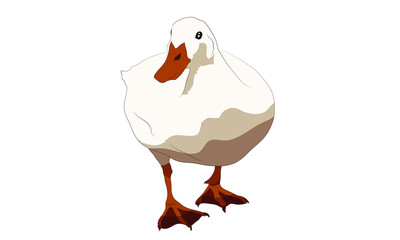 white isolated duck farm animal