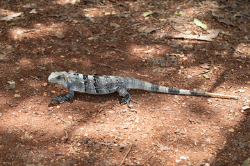 Chichén-Itzá, Yucatan / Mexico - July, 24, 2019: Chichen Itza Archaeological site