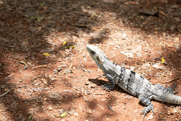 Chichén-Itzá, Yucatan / Mexico - July, 24, 2019: Chichen Itza Archaeological site