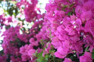 Naklejka premium Small pink flowers on three macro