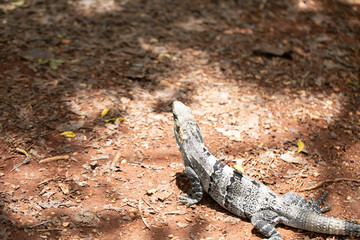 Chichén-Itzá, Yucatan / Mexico - July, 24, 2019: Chichen Itza Archaeological site