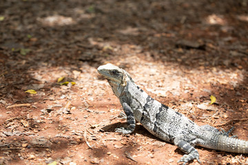 Chichén-Itzá, Yucatan / Mexico - July, 24, 2019: Chichen Itza Archaeological site