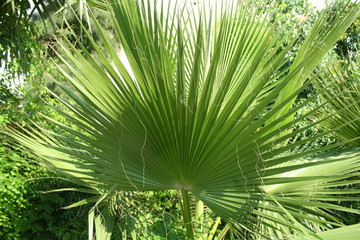 Obraz na płótnie Canvas Leaf of palm