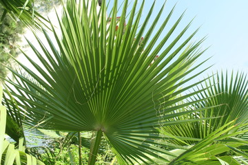 Obraz na płótnie Canvas Leaf of palm