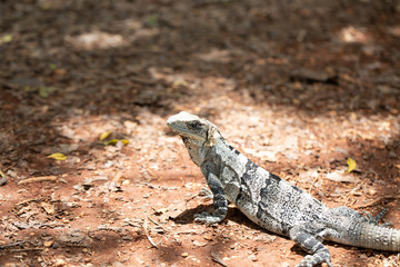 Chichén-Itzá, Yucatan / Mexico - July, 24, 2019: Chichen Itza Archaeological site