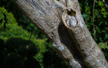 Two Spotted owlet Standing on the edge of the cavity in nature.
