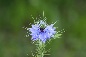 Black cumin or Nigella sativa or Black caraway or Nigella or Roman coriander or Kalojeere or Kalonji annual flowering plant with unusual delicate blue flower surrounded with pointy light green needles