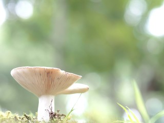 カワリハツの成菌