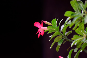  Fresh flowers are planted in bloom. With a pink look and happy and refreshing