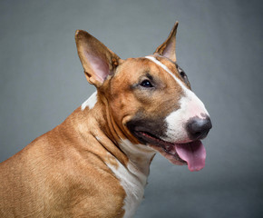 bull Terrier - portrait on a dark gray background	