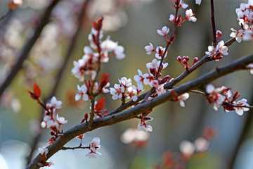 Blooming peach blossoms in an outdoor park