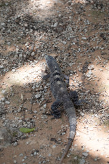 Chichén-Itzá, Yucatan / Mexico - July, 24, 2019: Chichen Itza Archaeological site