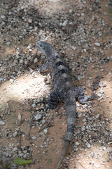 Chichén-Itzá, Yucatan / Mexico - July, 24, 2019: Chichen Itza Archaeological site
