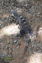 Chichén-Itzá, Yucatan / Mexico - July, 24, 2019: Chichen Itza Archaeological site