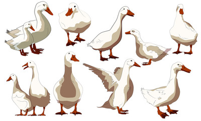 set of white ducks cute