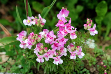 Bunch of Common snapdragon or Antirrhinum majus flowering plants with light pink open blooming flowers growing in local urban garden surrounded with other plants and flowers on warm sunny spring day