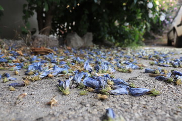 purple flowers on place