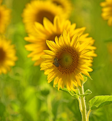 Sunflowers brighten a summers day in Virginia.