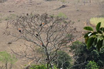 Tucanos