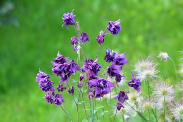 Common columbine or Aquilegia vulgaris or European columbine or Grannys nightcap or Grannys bonnet herbaceous perennial plants with branched thinly hairy stems and beautiful layered blooming open purp