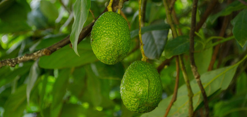 dos aguacates colgando de un arbol