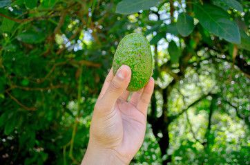 Mano sujetando un aguacate en el cielo