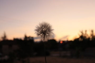 fireworks in the sky