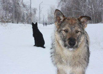 Homeless dogs in winter park. Stray dog