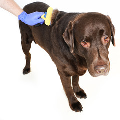 Obraz premium Grooming undercoat dogs. Labrador retriever and veterinarian. Concept hygiene and care for dogs. Problem spring molt pet. Isolated on white