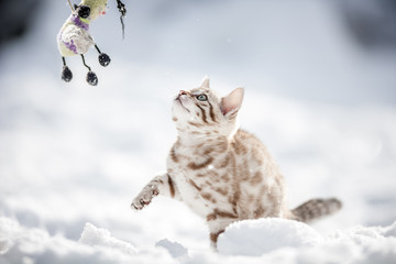 Bengal Kitten in deep Snow