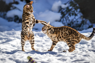 Bengals fighting in deep Snow