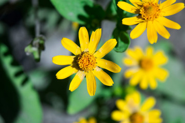 Melampodium yellow ornamental plants