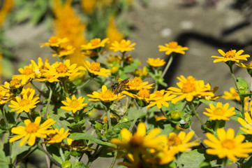 Melampodium yellow ornamental plants