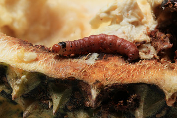 Close up of worm (Mudaria luteileprosa Holloway) on durian fruits.