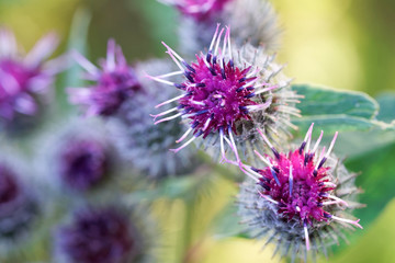 The inflorescences and flowers of burdock on a green background. Close-up. Macro. Shallow depth of field