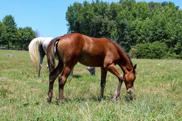 Fototapeta premium horse in the field