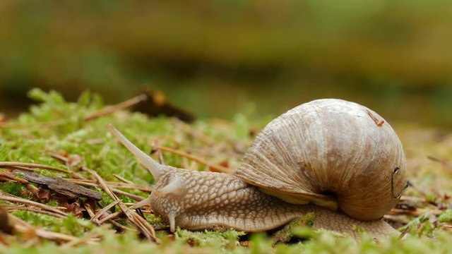 Macro shot of a brown slimy snail with snail shell crawling over a forest ground.