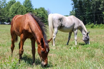 Idyllic Scene of a White Mare and a Bay Filly Foal in a Green Summer Pasture