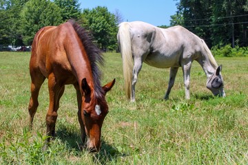 horse and foal