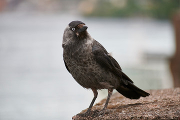 Jackdaw