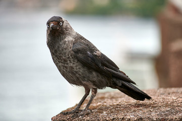 Jackdaw