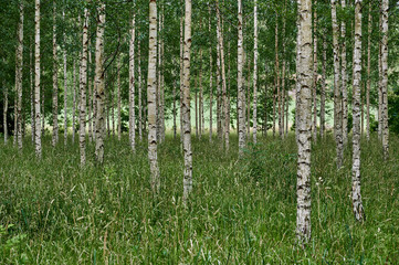 Birch forest