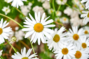 Oxeye daisy