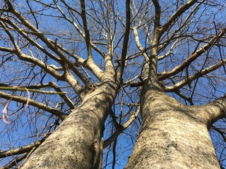 Fototapeta premium Southern Trees